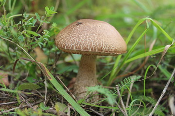 birch mushroom