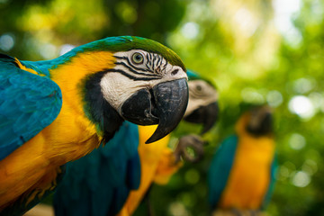 Green big parrot sitting on the branch and looking at camera with a few other parrots on background © Hladchenko Viktor