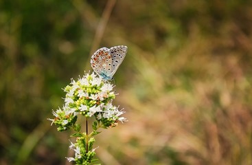 Blue butterfly (Polyommatus) with orange and black spots perched on a flower with white petals