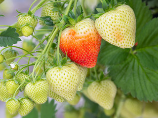 Cultivation of red strawberries in a Dutch greenhouse