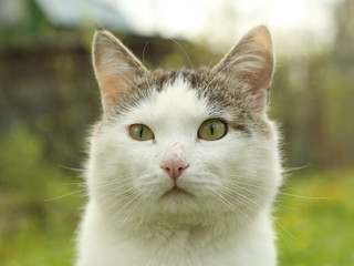 Naklejka na ściany i meble tom mail cat close up hunting portrait on green summer garden background