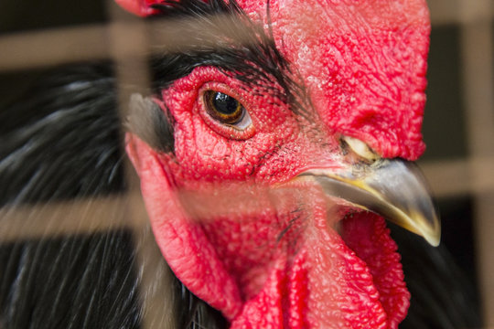 The head of a cock with black feathers and a red comb looks through the grate