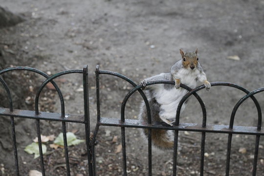 Stretching squirrel