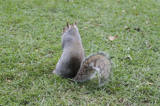 Back squirrel eating
