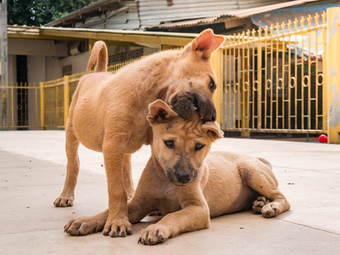 the twin puppy brown color, Homeless dog. Playing bite together at outdoor of countryside of thailand.