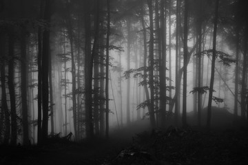 Fototapeta premium Jesienią mgła w lesie. Słowacja