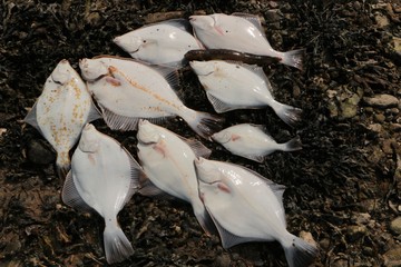 flounder fishing