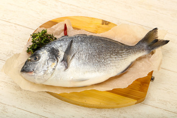raw dorada fish
