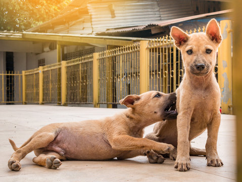 the twin puppy brown color, Homeless dog. Playing bite together at outdoor of countryside of thailand.