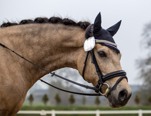 Portrait of a sports stallion. Riding on a horse. Thoroughbred horse.