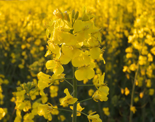 Flores amarillas en un campo dorado