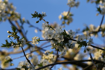 Kirschblüte