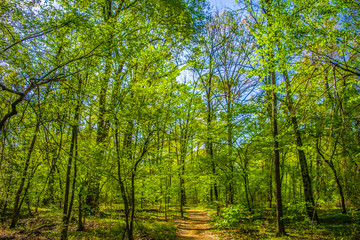 Pinnacle Mountain in Little Rock, Arkansas