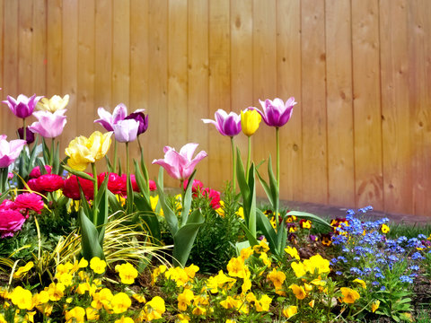 Blumenbeet mit Tulpen, Stiefmütterchen und Ranukeln