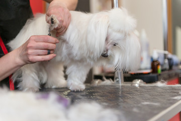 Professional care for the dog Maltese lap dog. Grooming the dog in the grooming salon.