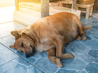 Brown dog, Looks very fat, Lying down on the ground.