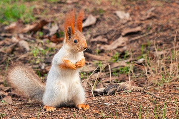 Naklejka na ściany i meble The red Squirrel stands on the ground and looks at the camera