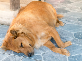 Brown dog, Looks very fat, Lying down on the ground.