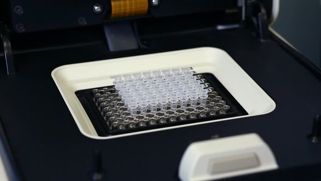 Female genetics worker placing the strips with DNA into the PCR thermal cycler or amplifier for PCR diagnostics