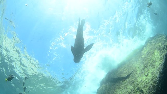 Californian sea lion (Zalophus californianus) swimming and playing in the reefs of los islotes in Espiritu Santo island at La paz,. Baja California Sur,Mexico.
