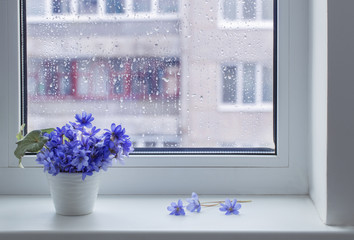 blue spring flowers on windowsill