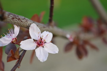 White cherry blossom © Agata