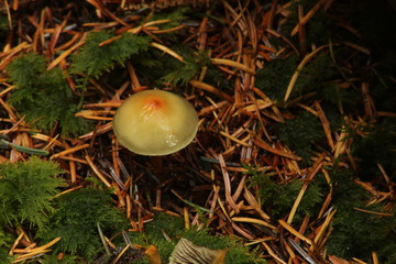 lonely shroom