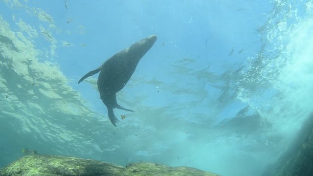 Californian sea lion (Zalophus californianus) swimming and playing in the reefs of los islotes in Espiritu Santo island at La paz,. Baja California Sur,Mexico.
