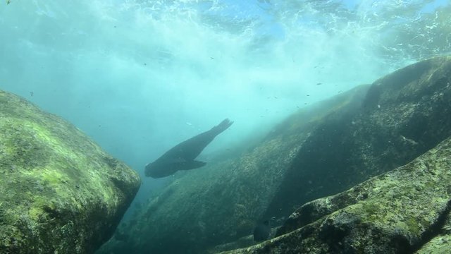 Californian sea lion (Zalophus californianus) swimming and playing in the reefs of los islotes in Espiritu Santo island at La paz,. Baja California Sur,Mexico.
