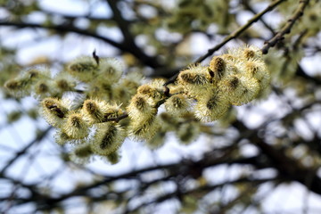 Yellow willow buds on a branch in the spring morning.