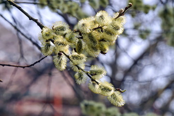 Yellow willow buds on a branch in the spring morning.