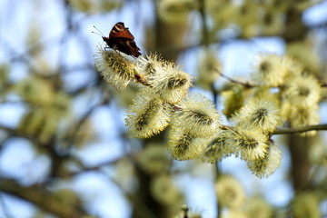 Seals willow blossomed in the spring and the butterfly sits on a branch.