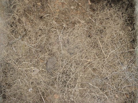branches