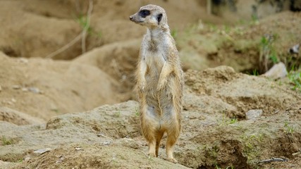 Erdmännchen, Säugetier, Afrika