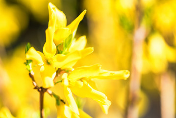 Yellow flowers of currant in bloom close