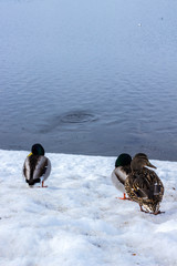 Kaczki na brzegu zmarzniętego jeziora Storsjön w Östersund
