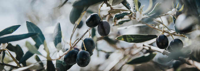panorama olijftak, olijfboom, olijven aan de boom