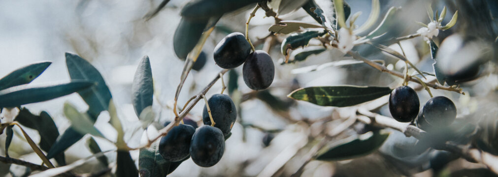 panorama olive branch, olive tree, olives on the tree