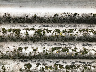 Texture of old dilapidated bulk gray slate of asbestos located horizontally covered with green moss background
