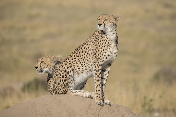 Gepard mit Jungtier