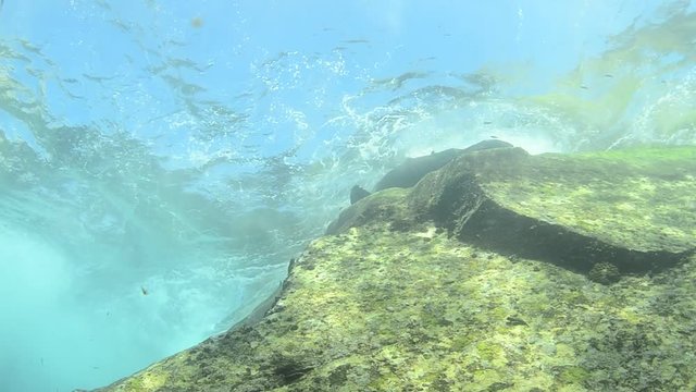Californian sea lion (Zalophus californianus) swimming and playing in the reefs of los islotes in Espiritu Santo island at La paz,. Baja California Sur,Mexico.
