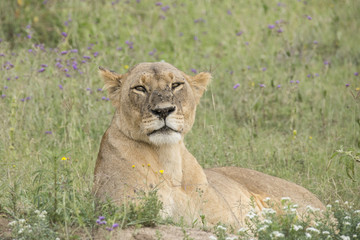 Löwe auf Blumenwiese