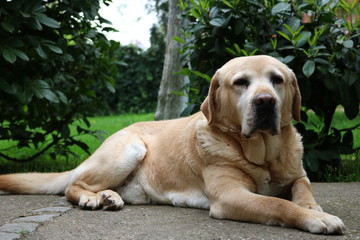 Portrait Of Labrador Retriever