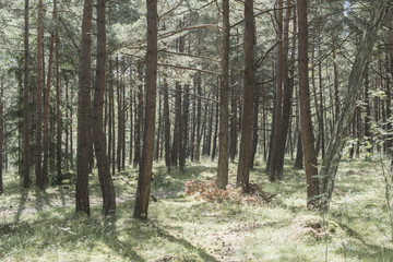 Fototapeta premium sunny summer forest