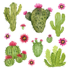 watercolor hand painted cactus. isolated elements