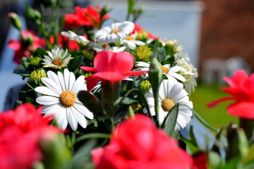 Sommer Blumen / Blütenzauber 