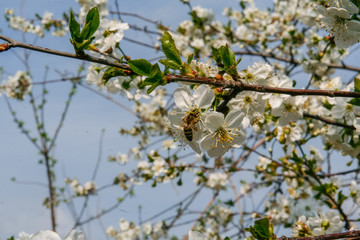 White flowers of sweet cherries
