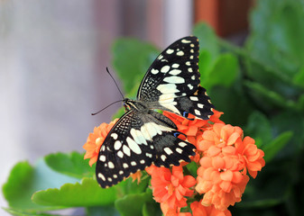 Бабочка Papilio demoleus на цветах