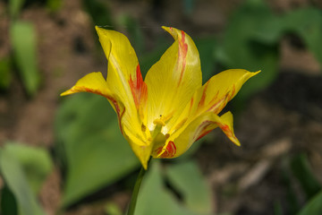 A blossoming tulip flower