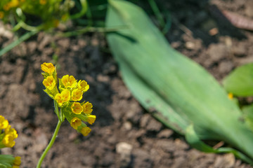 A blooming yellow flower